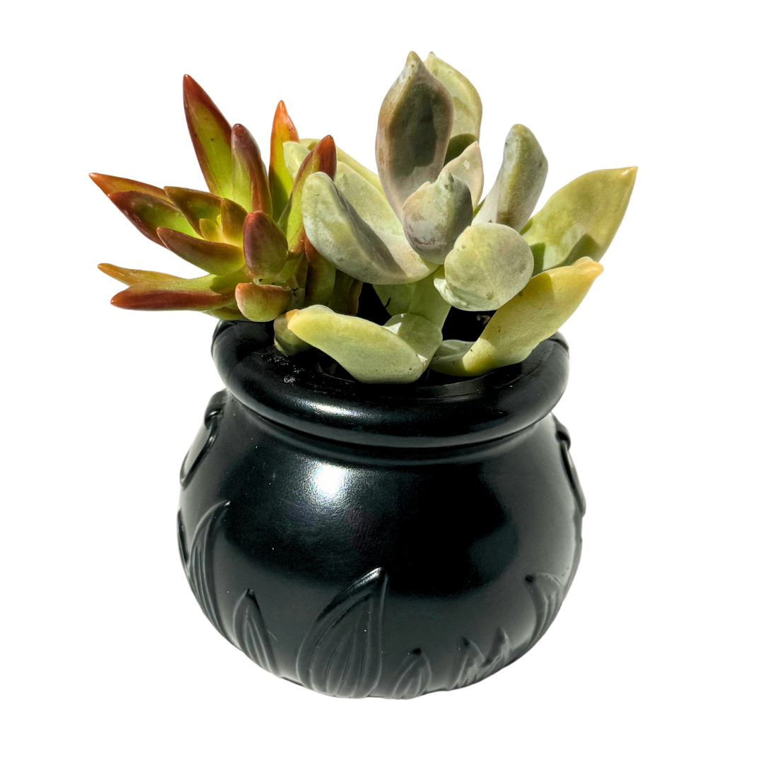 Halloween Planters
