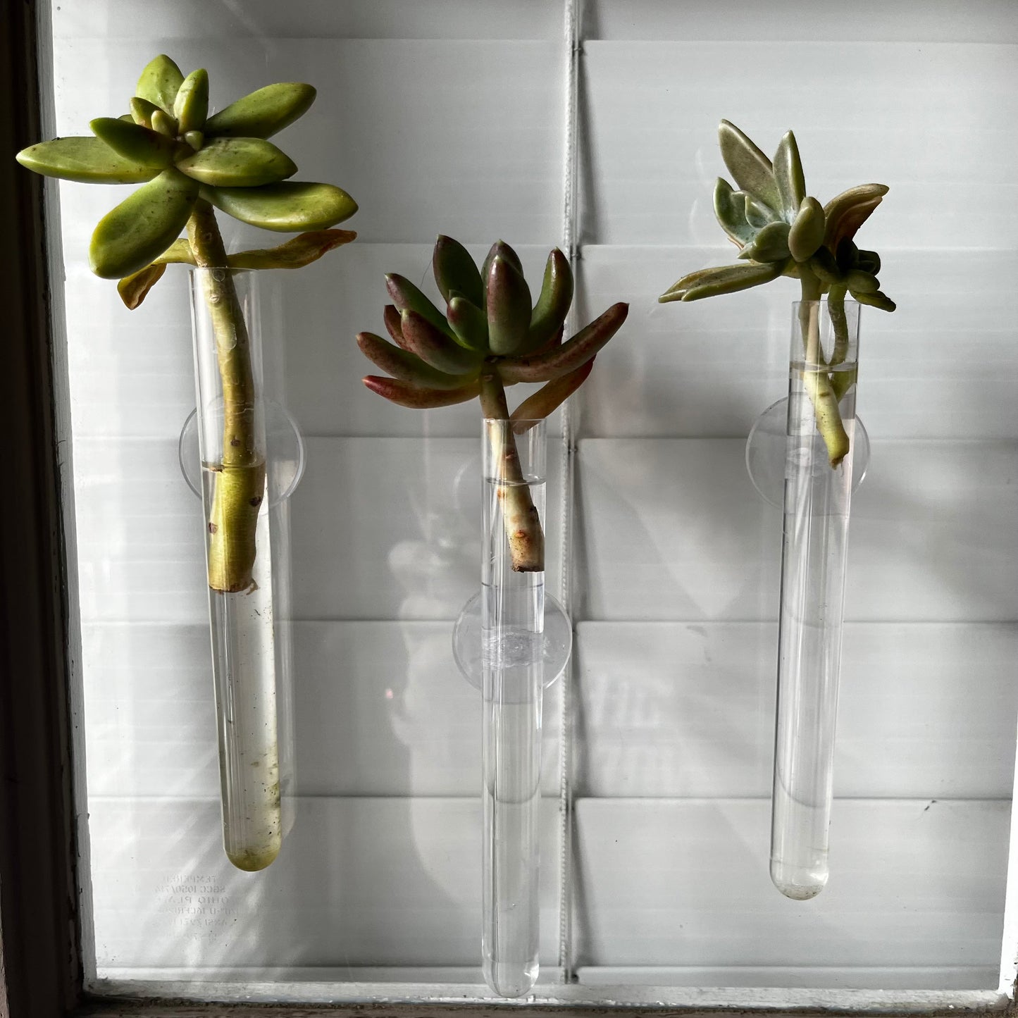 Suction Cup Water Propagation Tube