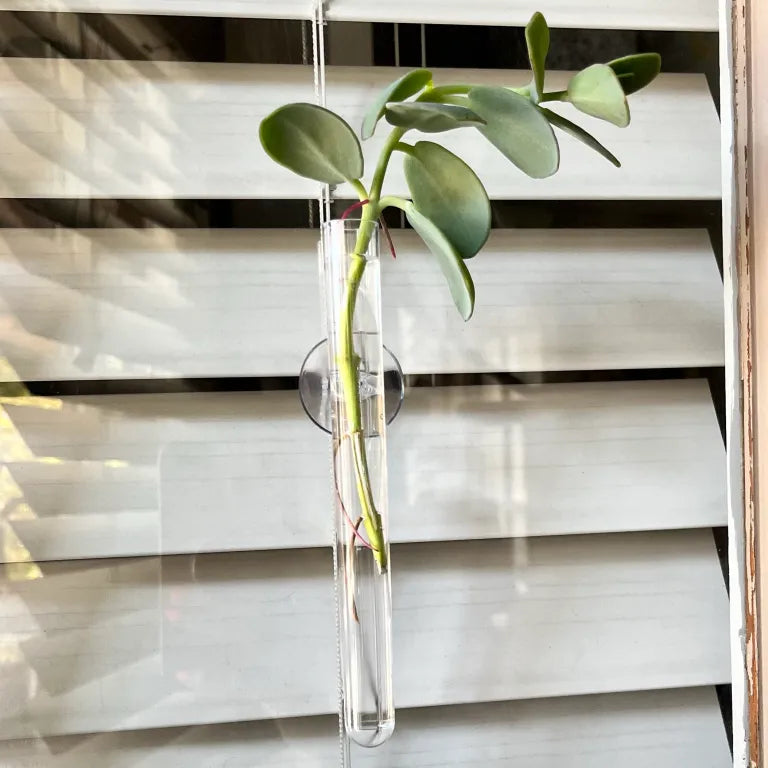 Suction Cup Water Propagation Tube