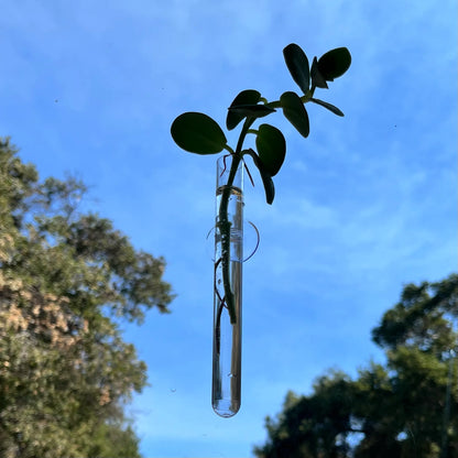 Suction Cup Water Propagation Tube