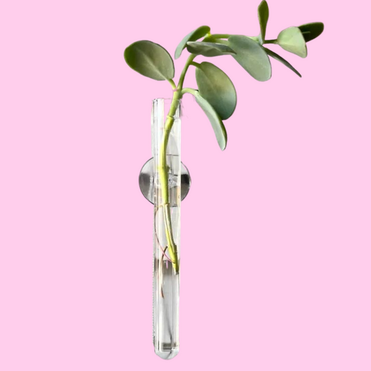 Suction Cup Water Propagation Tube