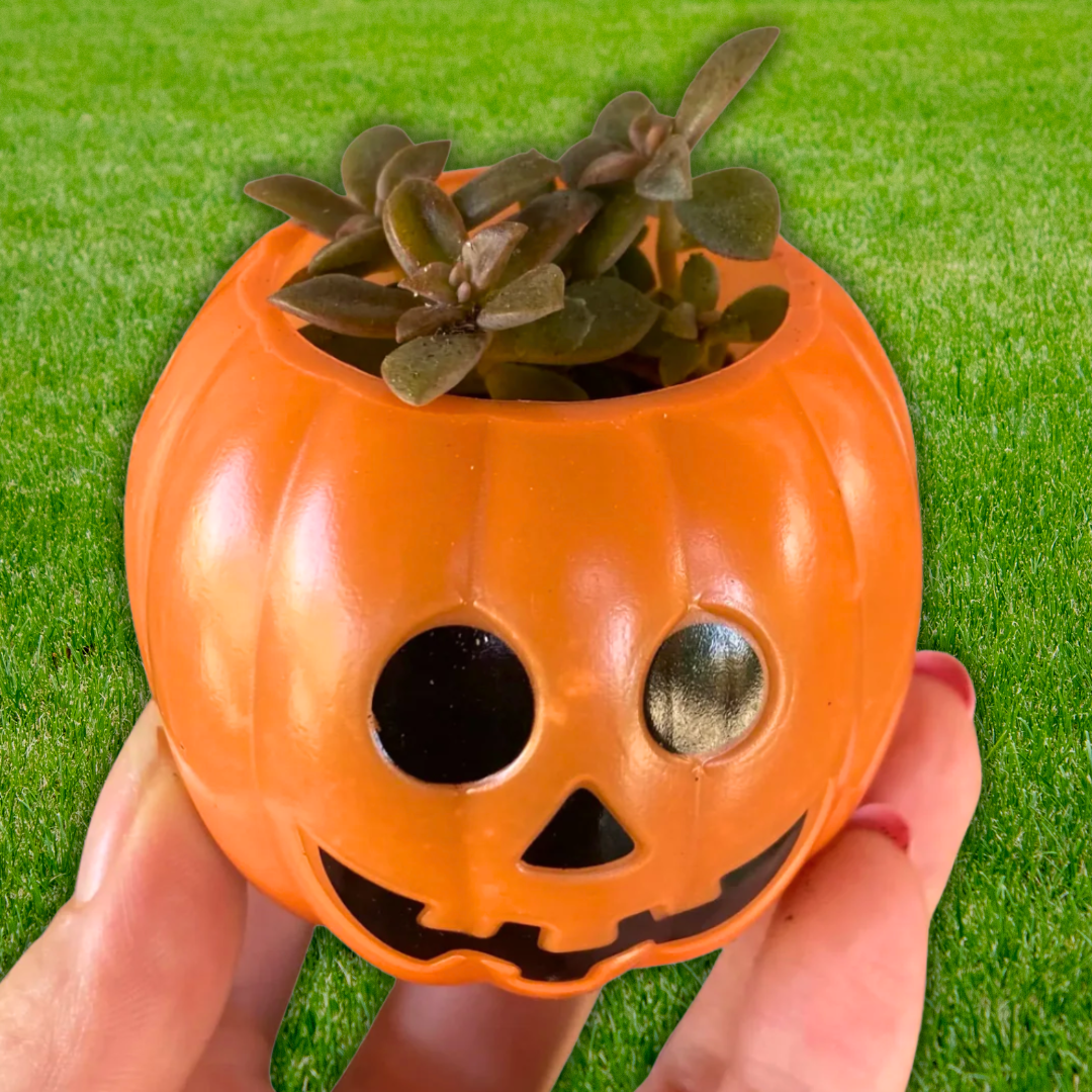 Halloween Planters