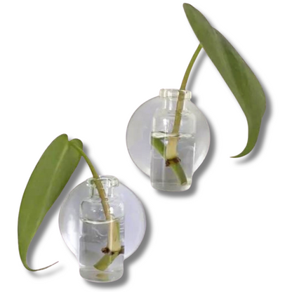 Suction Cup Water Propagation Jar