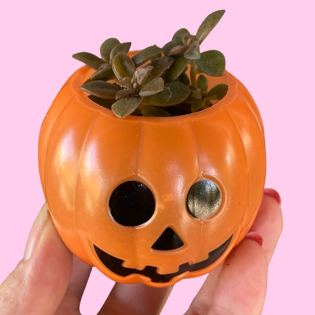 Halloween Planters