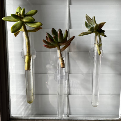 tube succulents Suction Cup Water Propagation Tube – Kroped